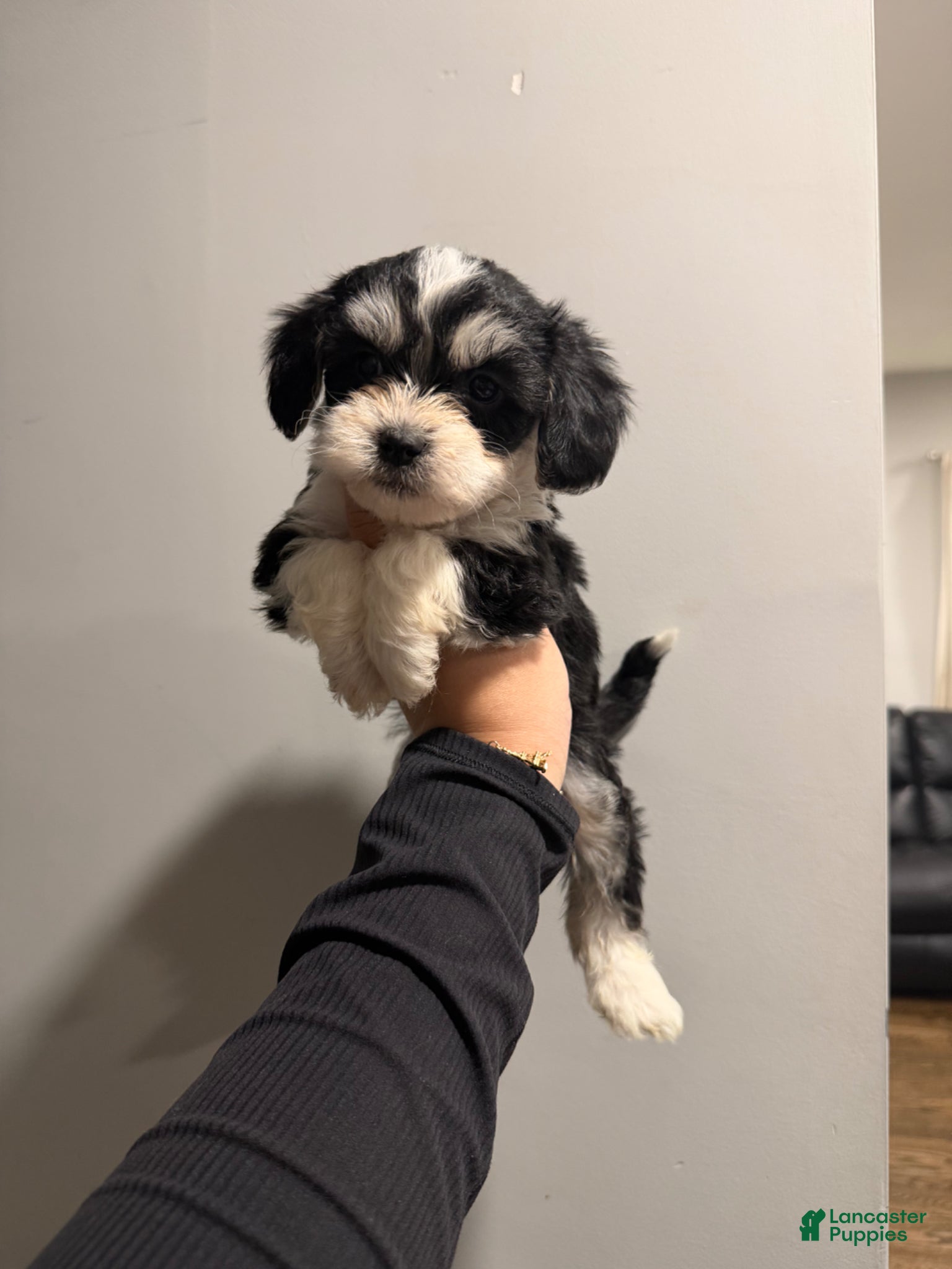 Shih Tzu dogs Oreo - Ad 9