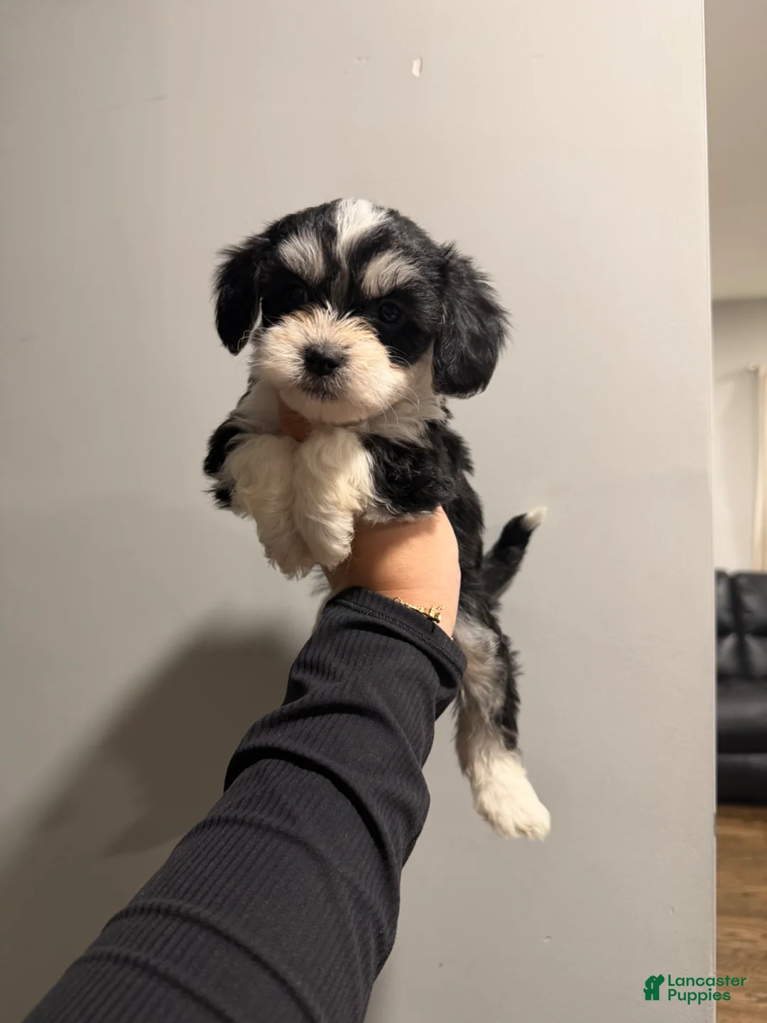 Shih Tzu dogs for sale: Oreo - Ad 1