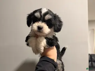 Shih Tzu dogs Oreo - Ad 9
