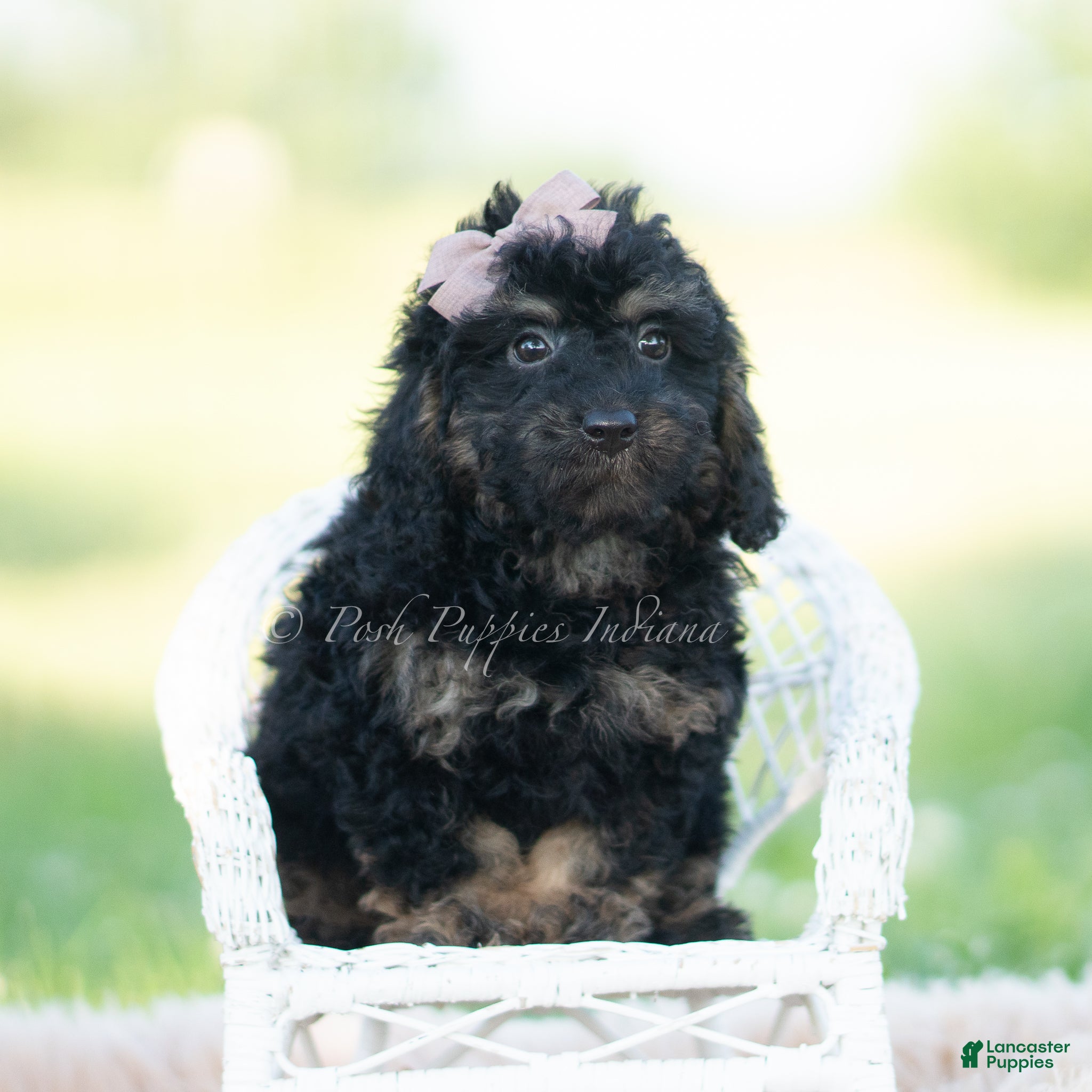 Mini Goldendoodle dogs nash - Ad 16