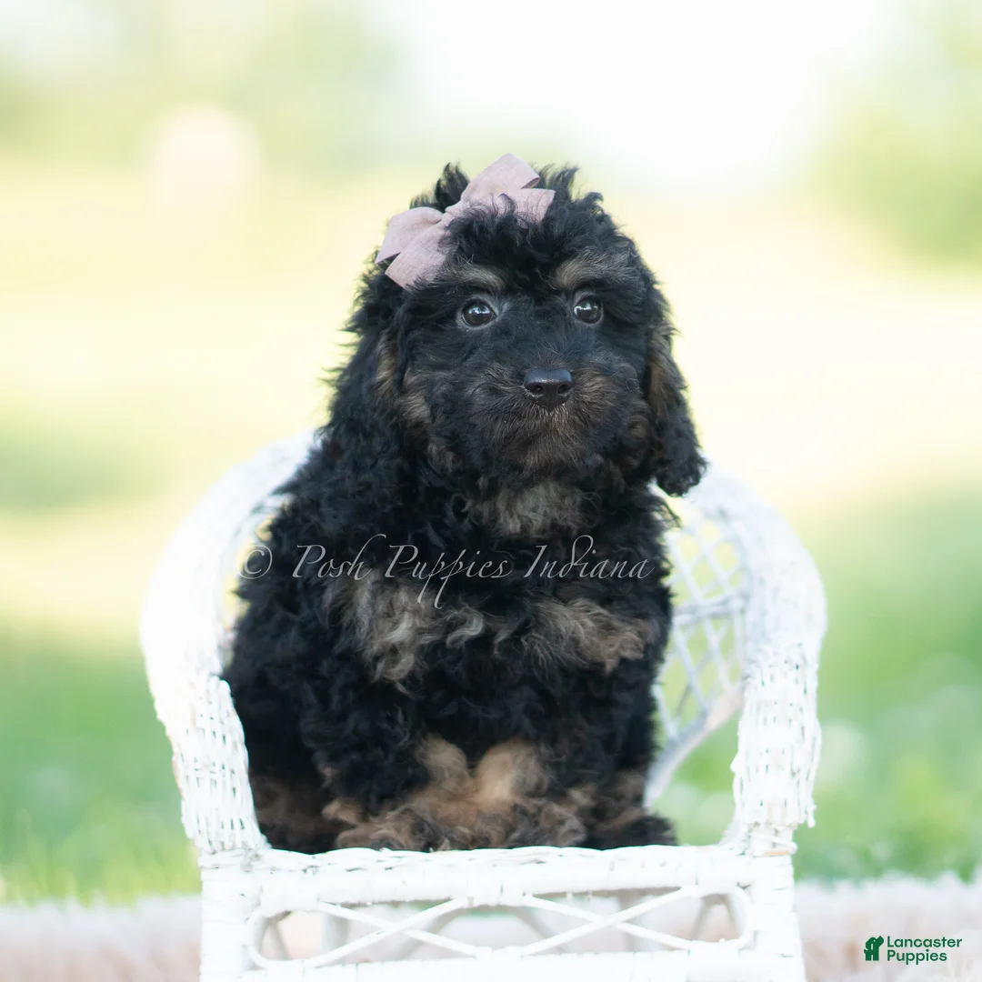 Mini Goldendoodle dogs for sale: nash - Ad 1