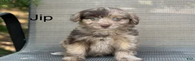Jip