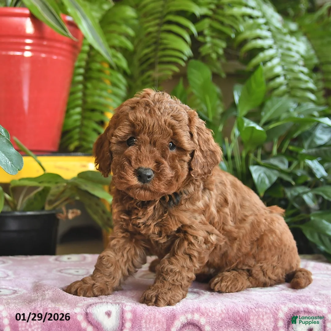Mini Goldendoodle dogs for sale: Faye - Ad 2