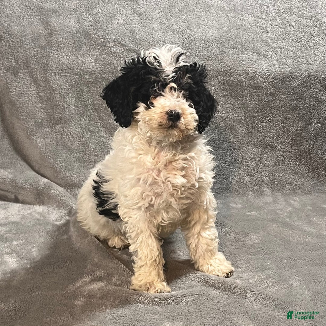 Mini Bernedoodle dogs for sale: Ellie - Ad 3