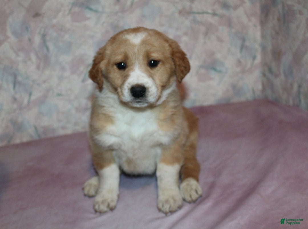 Goldador dogs for sale: Honey - Ad 1