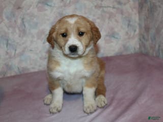 Goldador dogs Honey - Ad 9