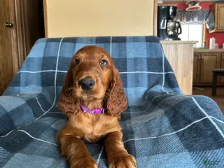 Irish Setter dogs Irish Setter female purple collar - Ad 37