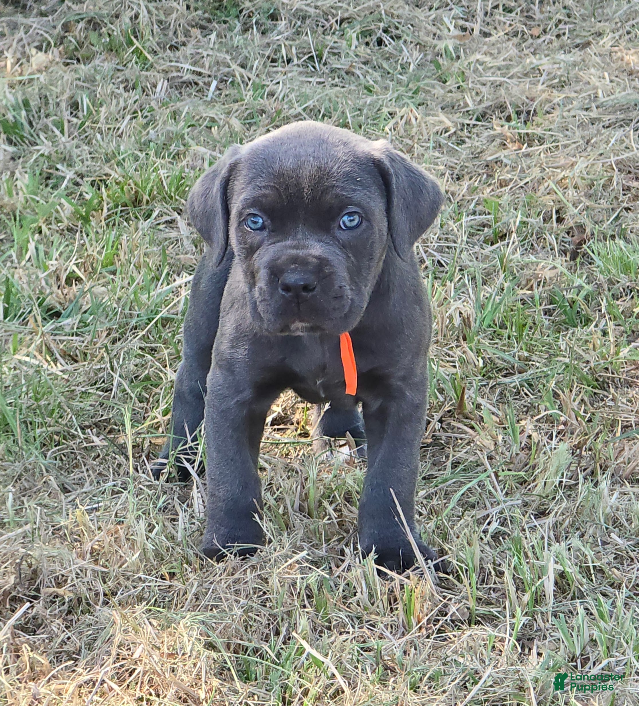 Cane Corso dogs for sale: Cane Corso Puppy 8 - Ad 2