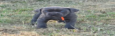 Cane Corso Puppy 8