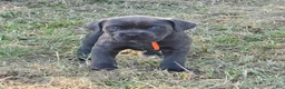 Cane Corso dogs for sale: Cane Corso Puppy 8 - Ad 1
