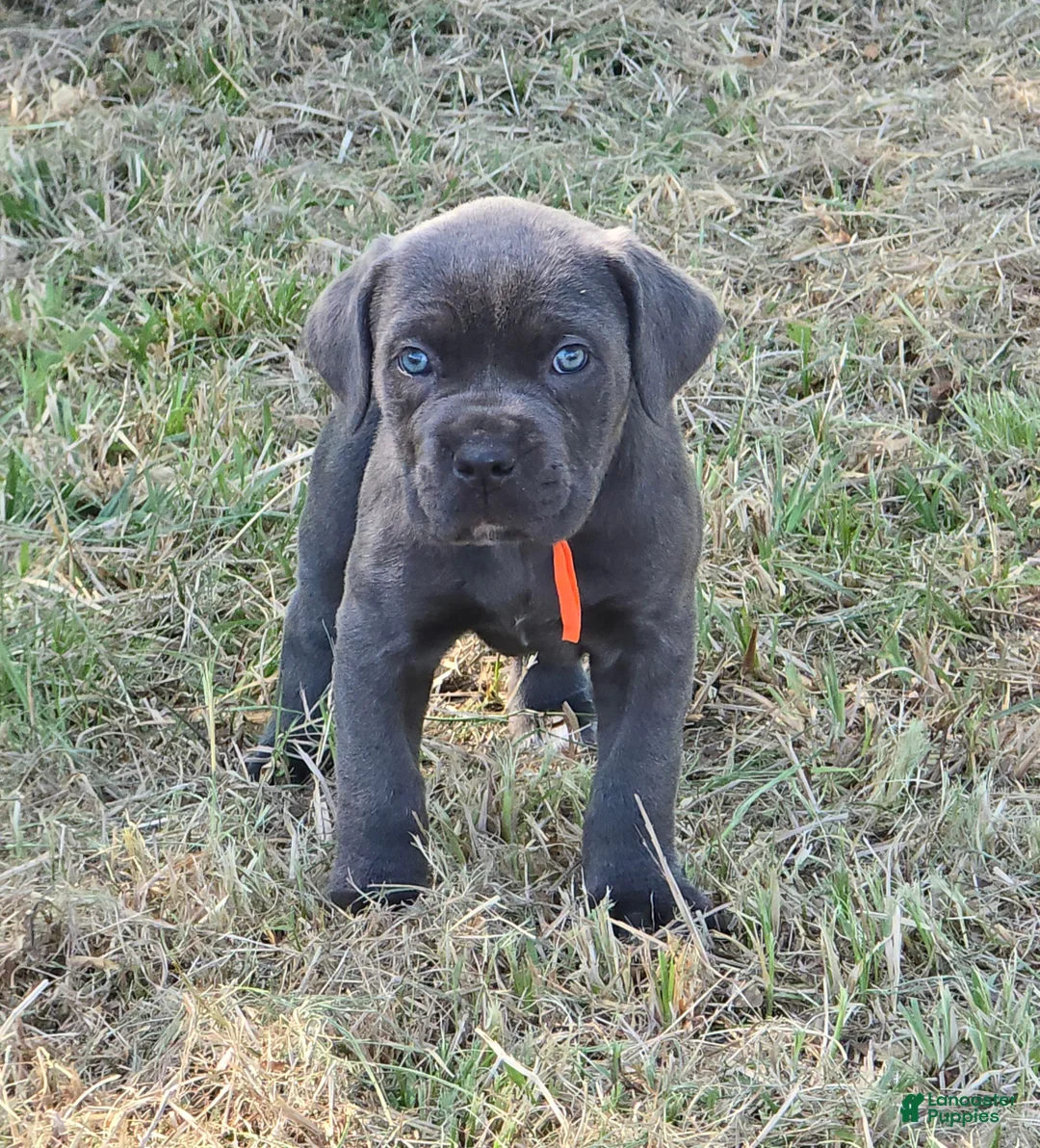 Cane Corso dogs for sale: Cane Corso Puppy 8 - Ad 1