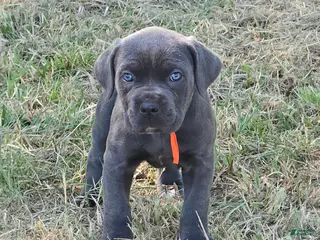Cane Corso dogs for sale: Cane Corso Puppy 8 - Ad 2
