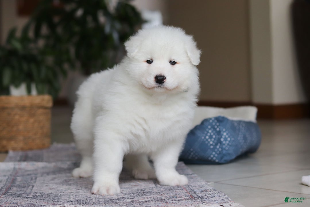 Samoyed dogs for sale: Hank - Ad 6