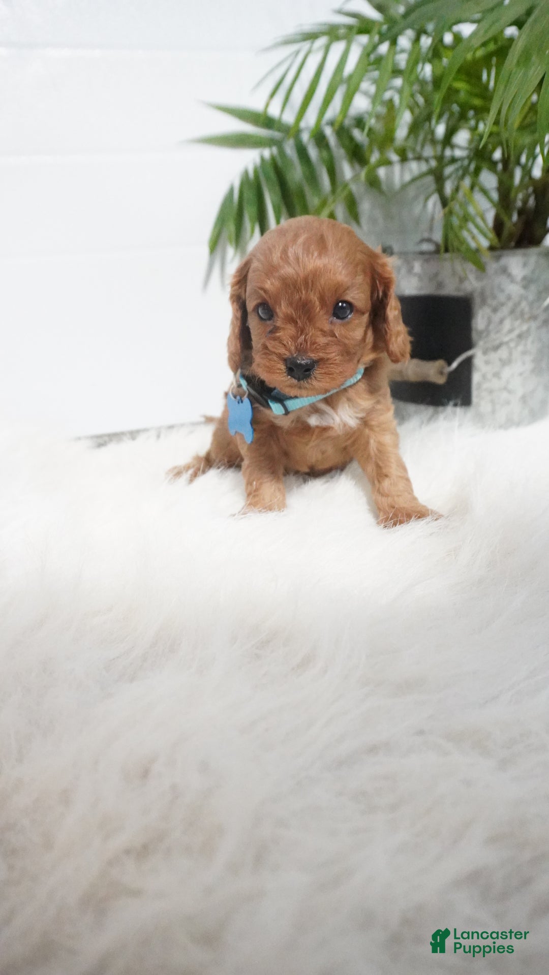 Cavapoo dogs for sale: Brody - Ad 1