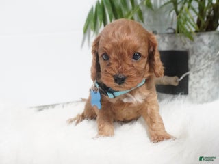Cavapoo dogs Brody - Ad 23