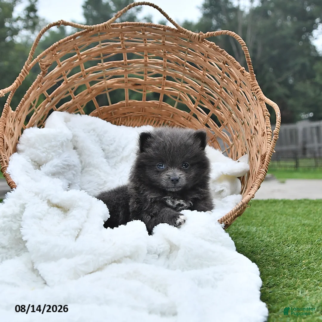 Pomeranian dogs for sale: Lindsey - Ad 2