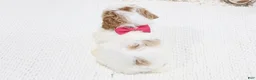 Toy Poodle dogs for sale: Bailey - Ad 4