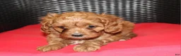 Cavapoo dogs for sale: Lilly - Ad 2