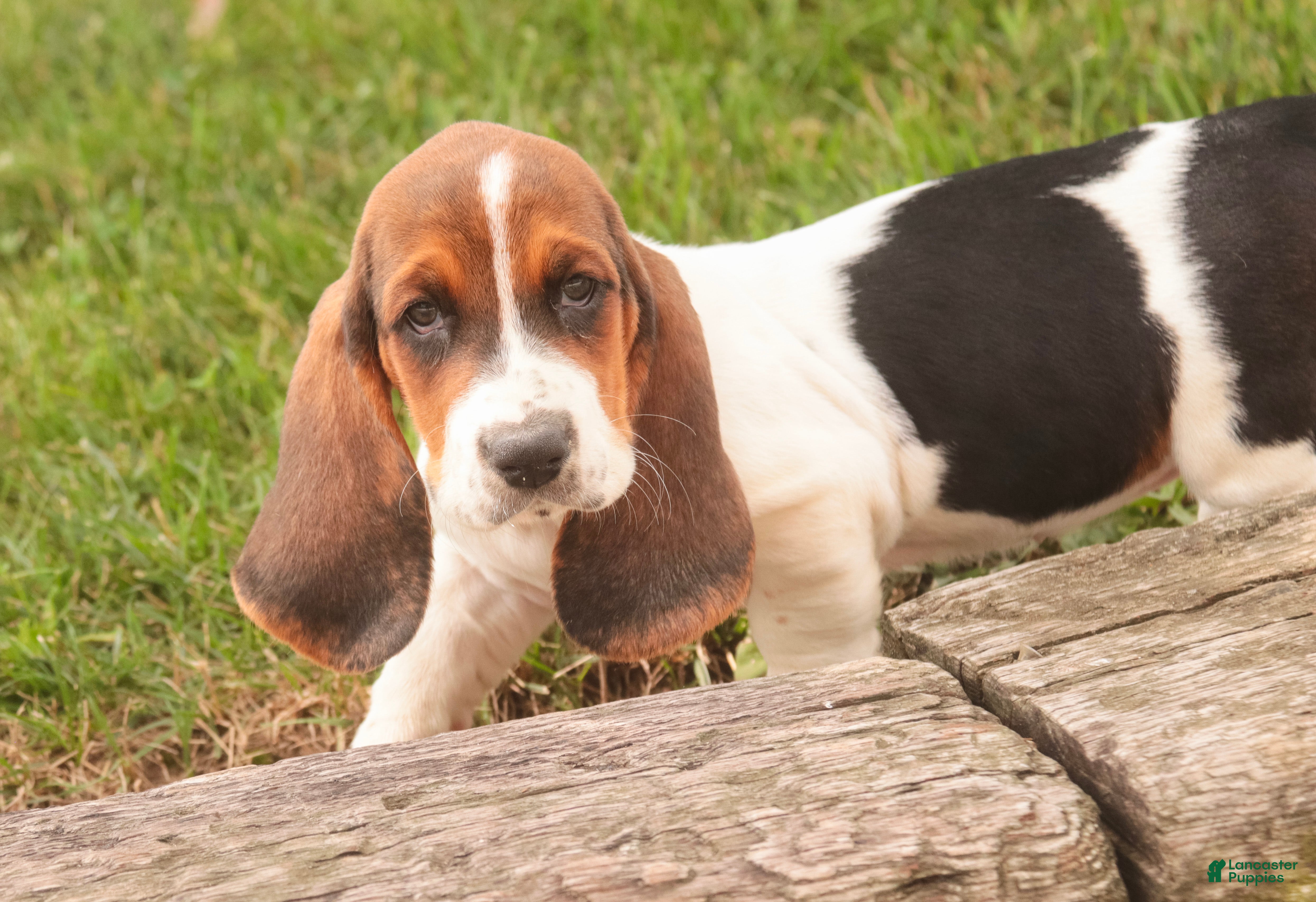 Basset Hound dogs Marlowe - Ad 2