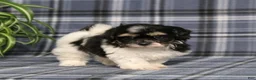 Teddy Bear dogs for sale: Yesterday - Ad 2