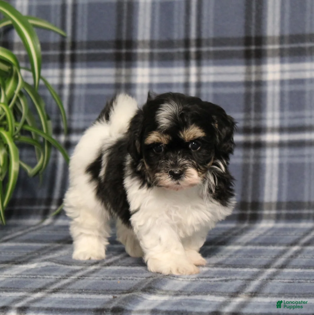 Teddy Bear dogs for sale: Yesterday - Ad 2