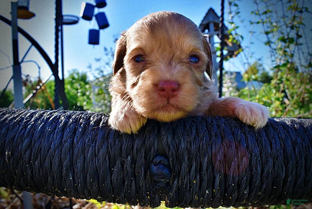 Havapoo dogs for sale: Peanut - Ad 1