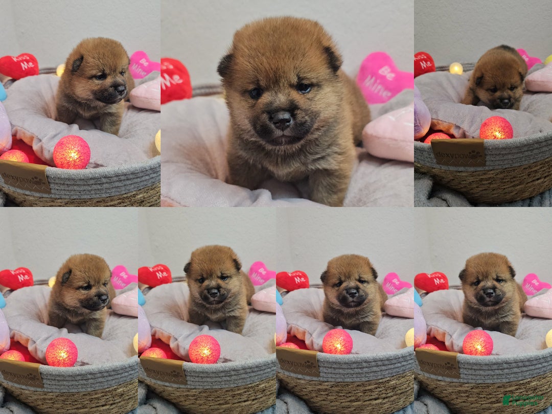 Shiba Inu dogs for sale: Rin - Ad 1