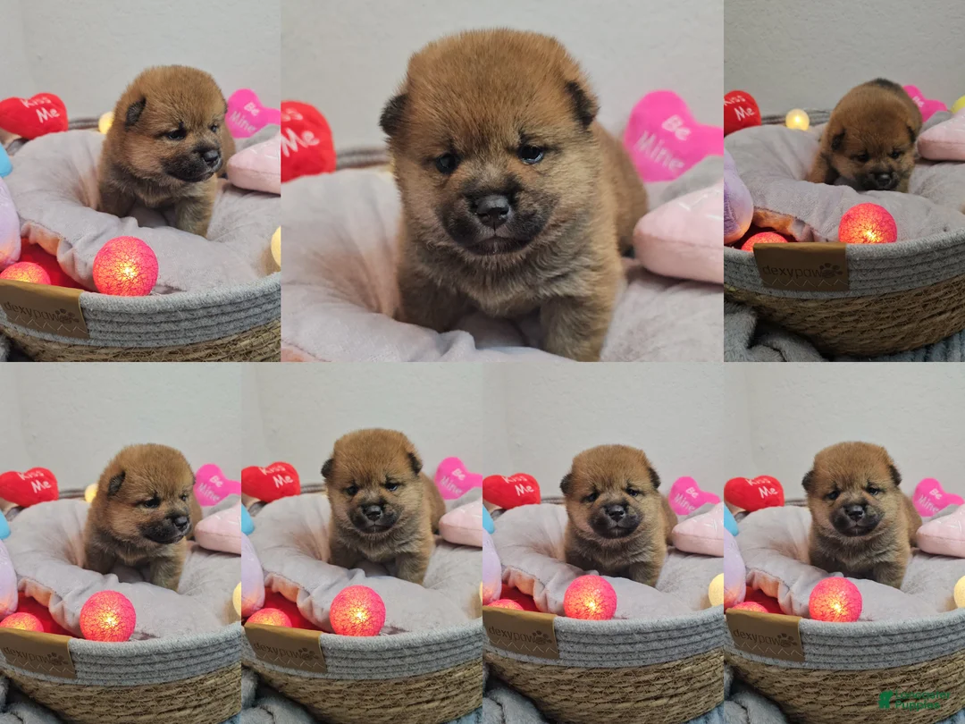 Shiba Inu dogs for sale: Rin - Ad 1