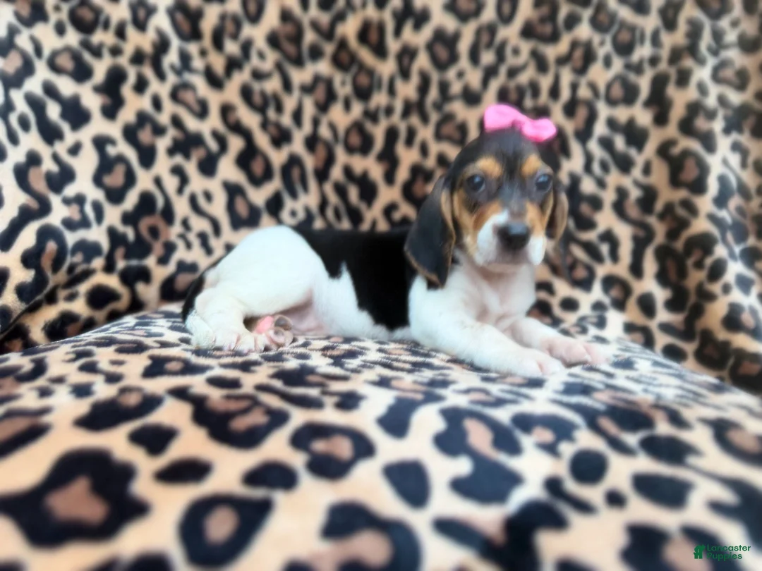 Beagle dogs for sale: Winnie - Ad 1
