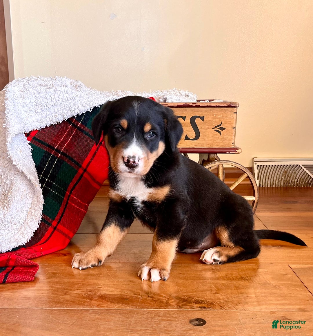 Greater Swiss Mountain Dog dogs for sale: Storm❤️🎄AKC Hip Cert❤️Call 717-859-8731 - Ad 1