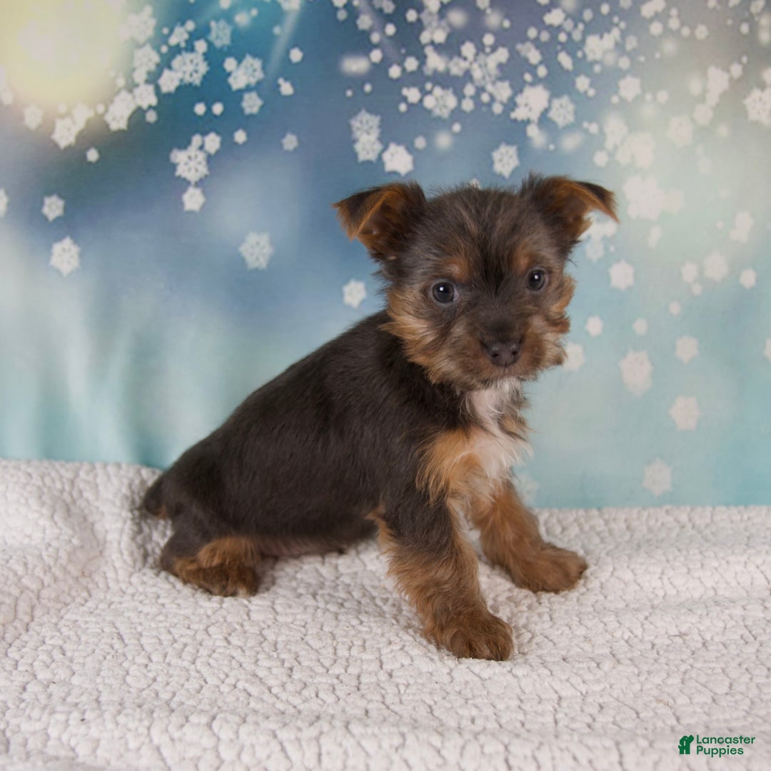 Yorkshire Terrier dogs for sale: Kollin - Ad 6