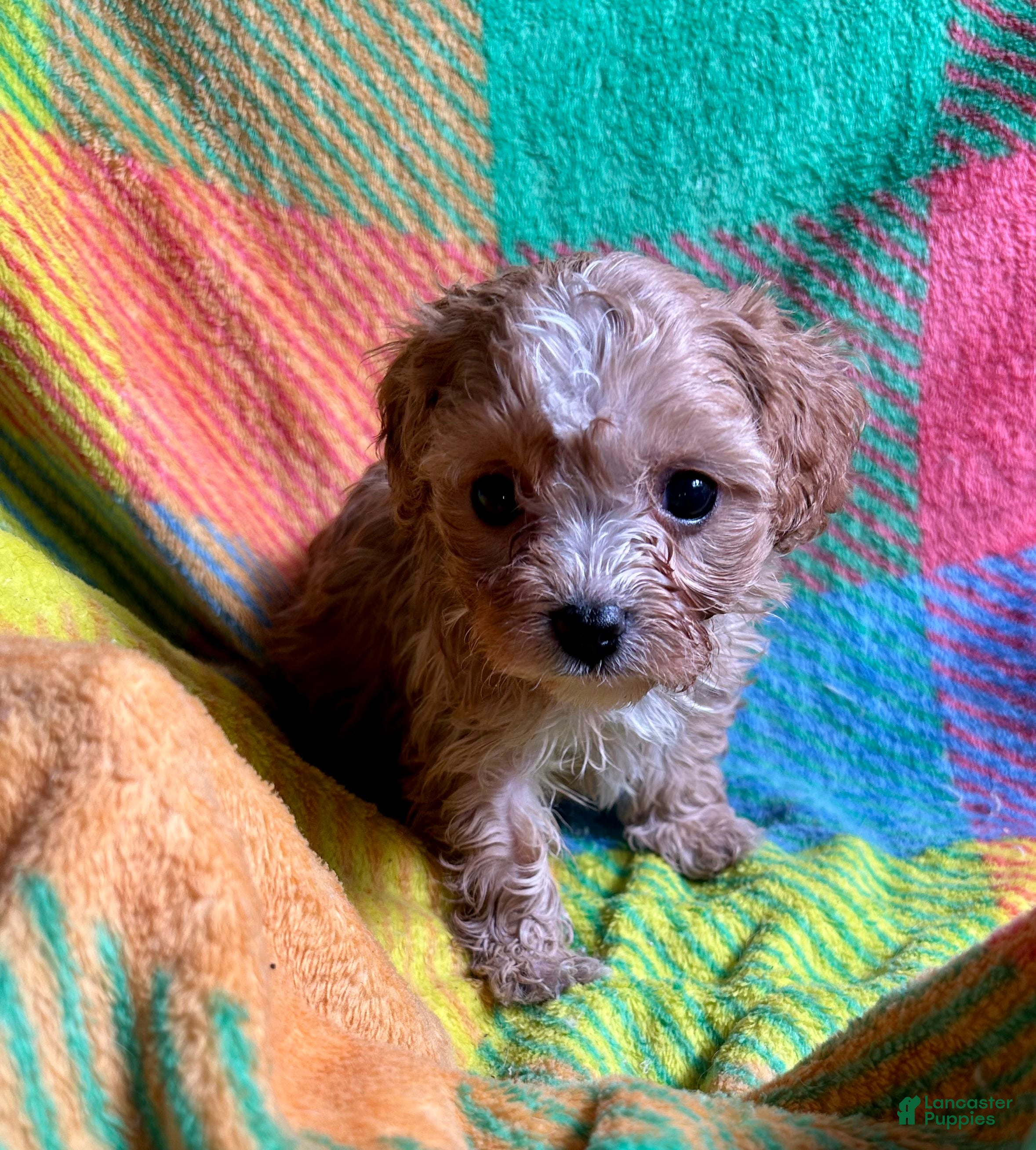 Cavapoo dogs Ruby - Ad 23