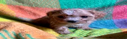 Cavapoo dogs for sale: Ruby - Ad 18