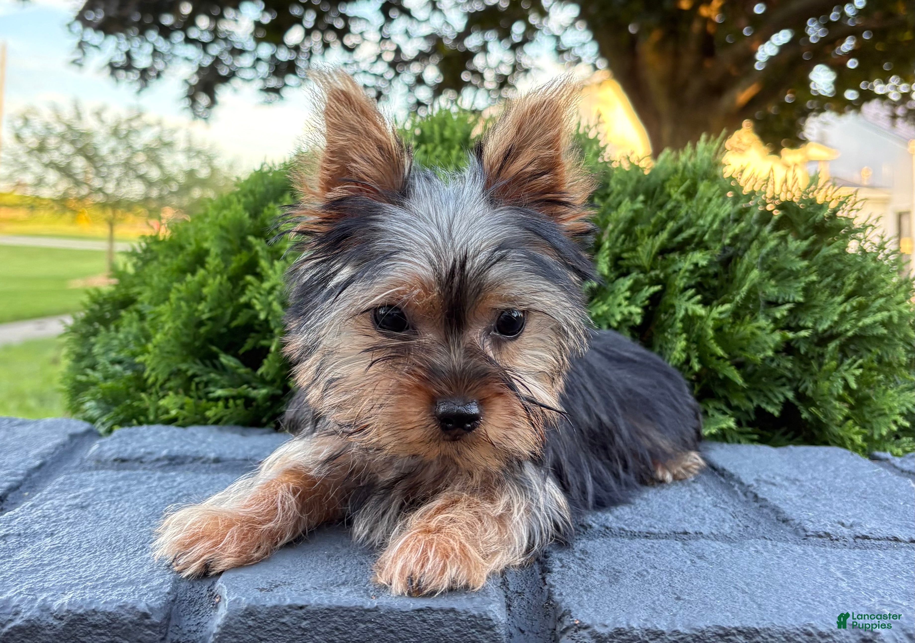 Yorkshire Terrier dogs Cassie - Ad 2