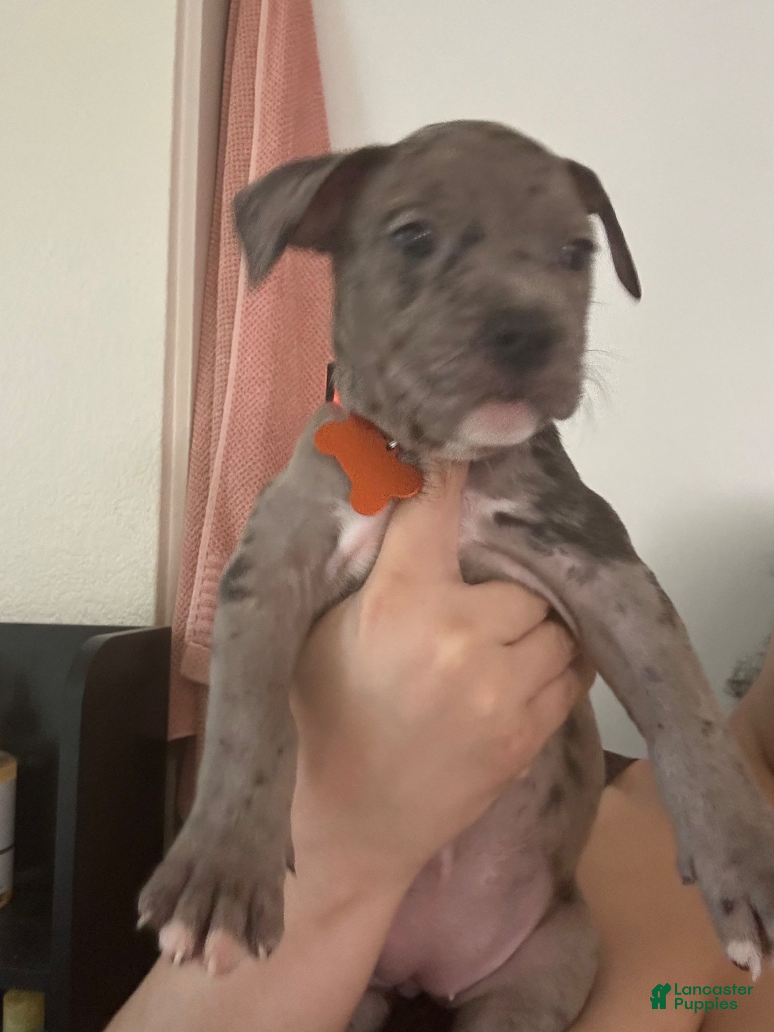 Mixed Breed dogs Mixed Breed Puppy 3 - Ad 30