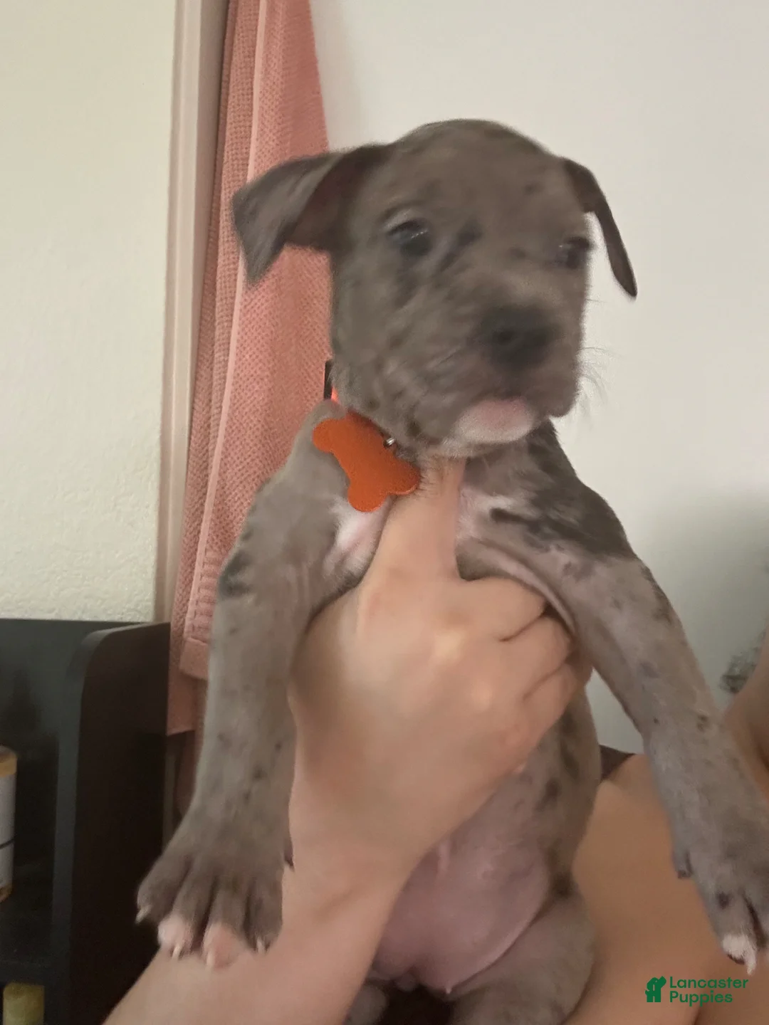 Mixed Breed dogs for sale: Mixed Breed Puppy 3 - Ad 1