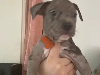 Mixed Breed dogs Mixed Breed Puppy 3 - Ad 30