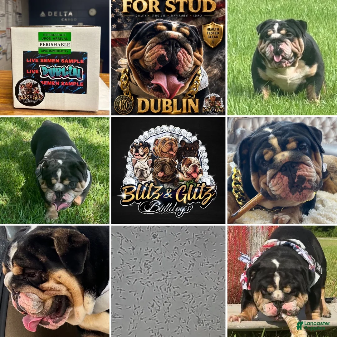 English Bulldog dogs for stud: Blitz&Glitz Stud Service  - Ad 2