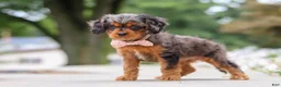 Cavapoo dogs for sale: Indy - Ad 7