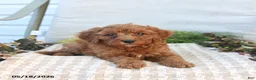 Mini Goldendoodle dogs for sale: Morgan - Ad 3