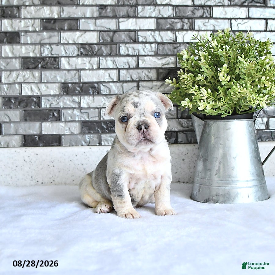 French Bulldog dogs Rielle - Ad 1