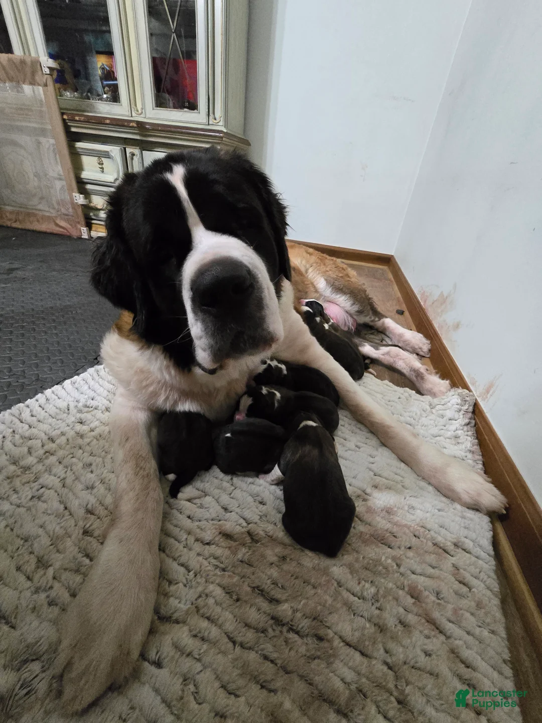 Saint Bernard dogs for sale: Orange Male - Ad 2