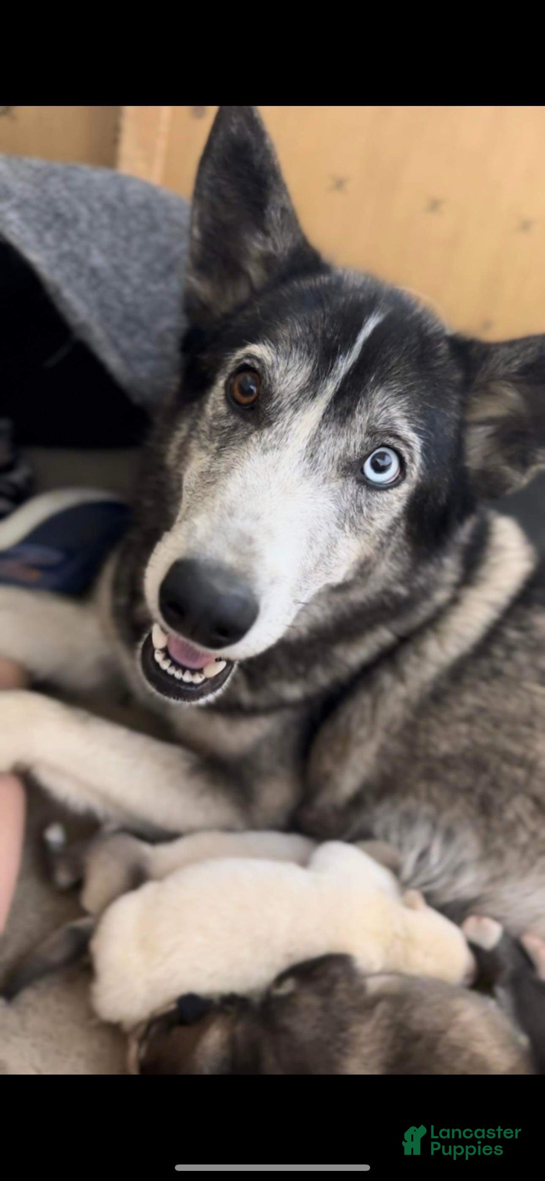 Mixed Breed dogs for sale: Red and white female - Ad 2