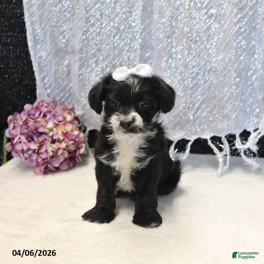 Yorkiepoo dogs Raven - Ad 2