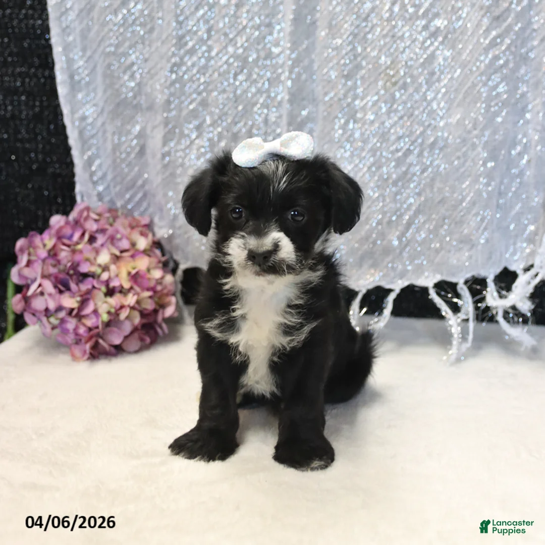 Yorkiepoo dogs for sale: Raven - Ad 2