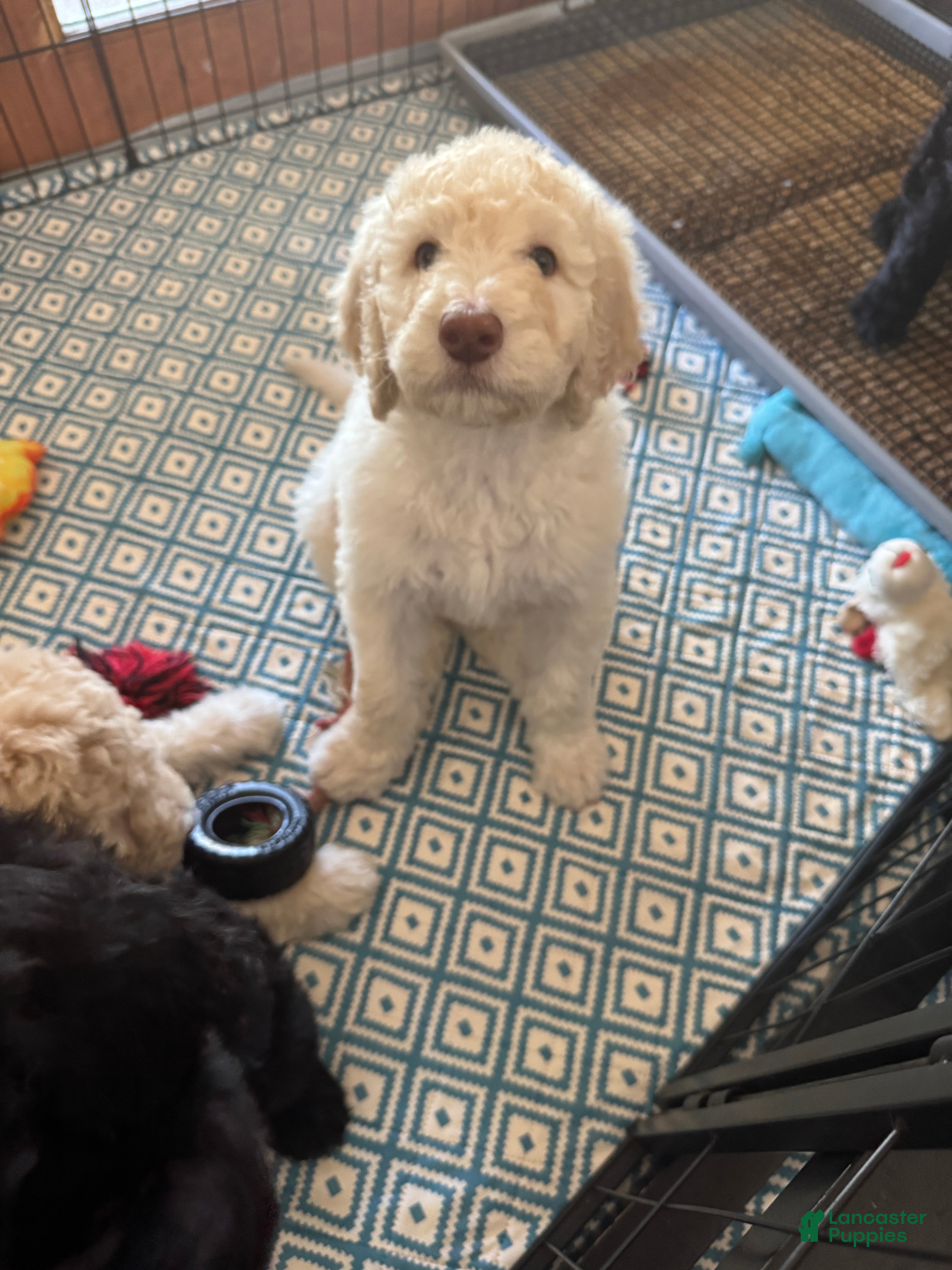 Labradoodle dogs Labradoodle Puppy 3 - Ad 12