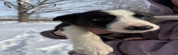 Border Collie dogs for sale: Male 5 - Ad 2