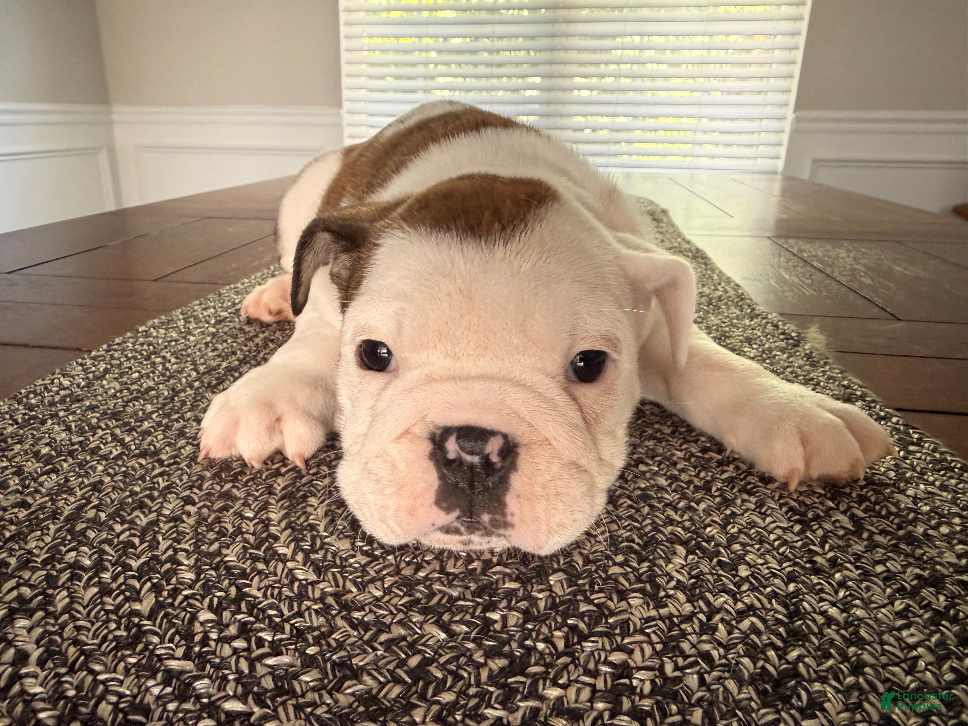 English Bulldog dogs Charlotte - Ad 3