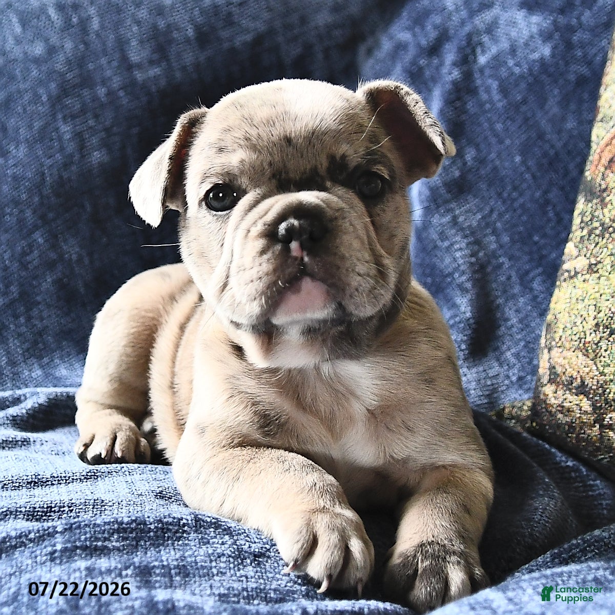 French Bulldog dogs Snow White  - Ad 2