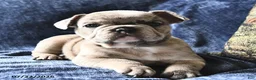 French Bulldog dogs for sale: Snow White  - Ad 2